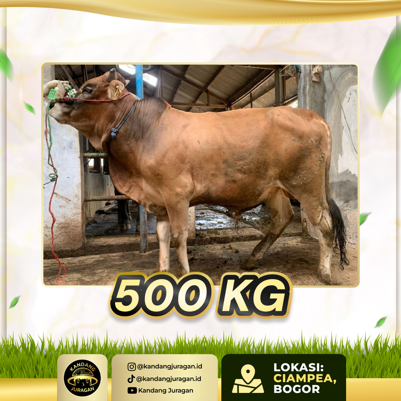 sapi Showcase